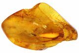 Fossil Ant (Formicidae) & Mites In Baltic Amber #87054-4